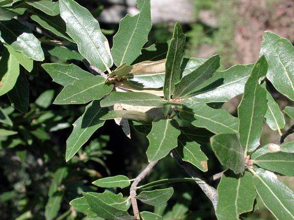 Acorns (Emory & Gambel oak): Emory oak leaves