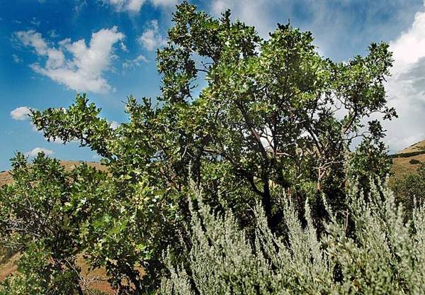 Acorns (Emory & Gambel oak): Gambel oak leaves