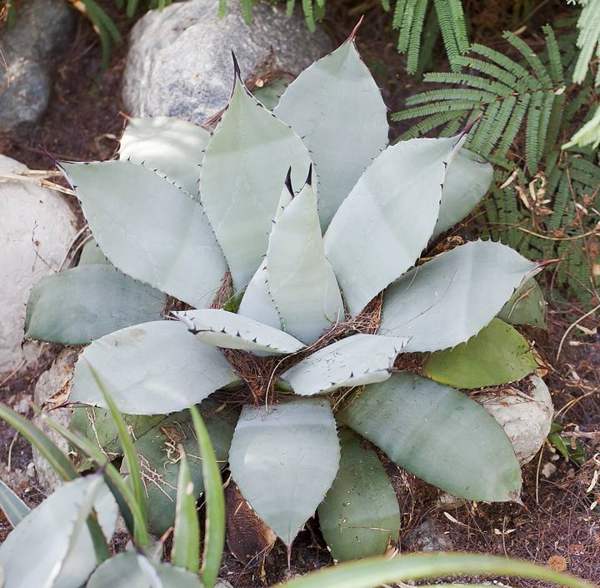 Agave (roasted hearts): Agave rosette