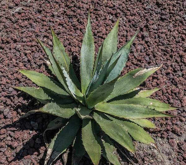 Agave (roasted hearts): Golden-flowered agave