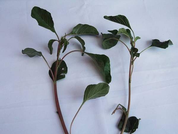 Amaranth (pigweed): Plant