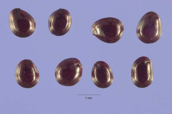 Amaranth (pigweed): Seeds (magnified)