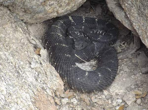 Arizona black rattlesnake: Dark adult