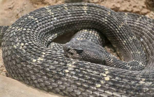 Arizona black rattlesnake: Arizona black rattlesnake