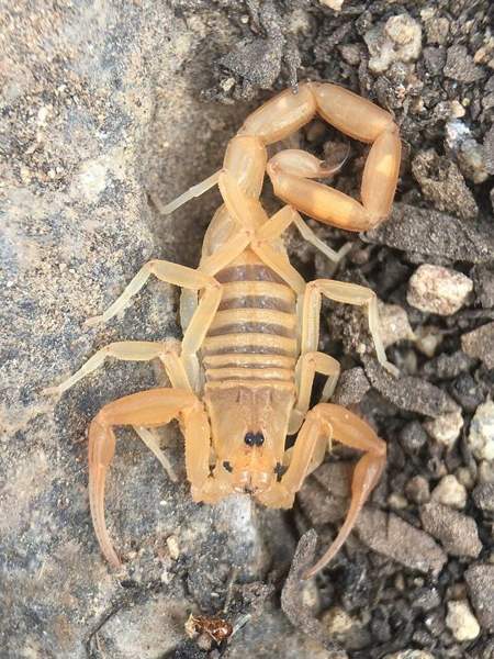 Arizona bark scorpion: Whole animal