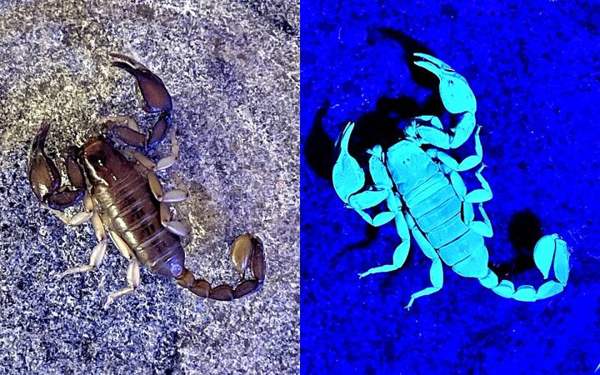 Arizona bark scorpion: Scorpions glow under UV light (European species shown)