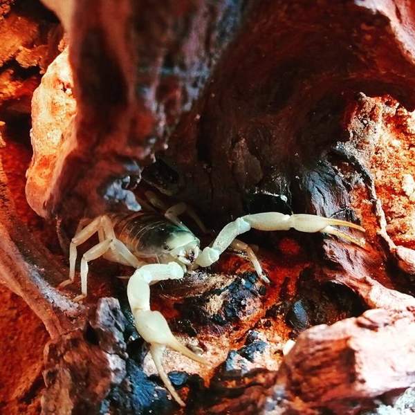 Arizona bark scorpion: Look-alike: giant desert hairy scorpion (thick pincers)