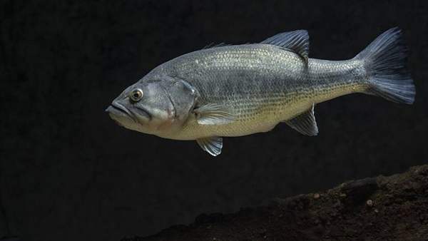 Largemouth & smallmouth bass: Largemouth bass