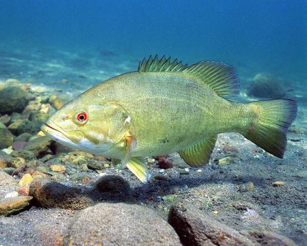 Largemouth & smallmouth bass: Smallmouth bass