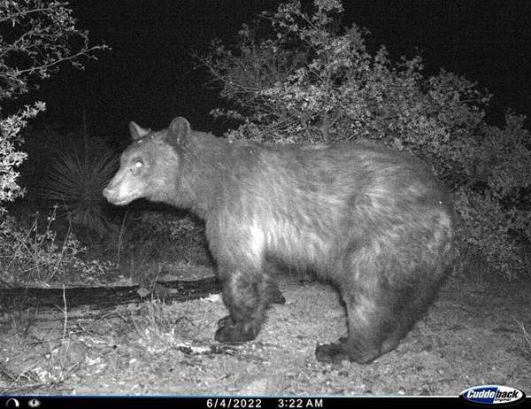 Black bear: Whole animal
