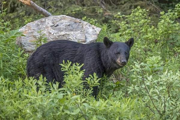 Black bear: Cinnamon color phase