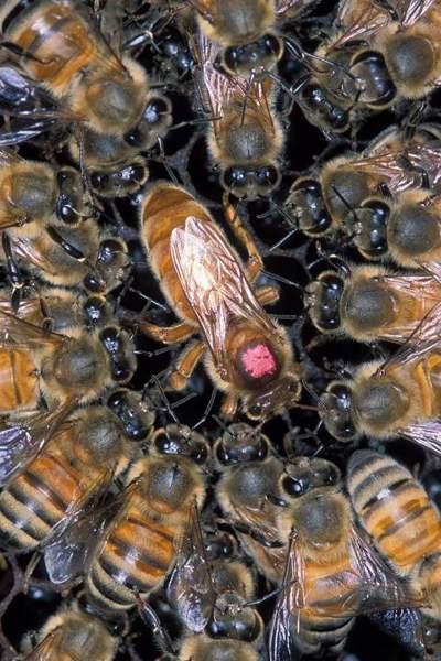 Africanized honey bees: Bee
