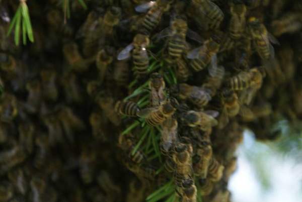Africanized honey bees: Swarm: keep away