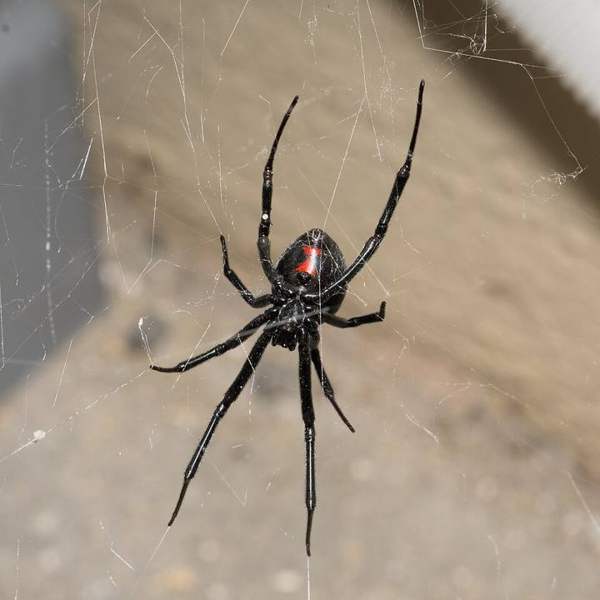 Western black widow: Female