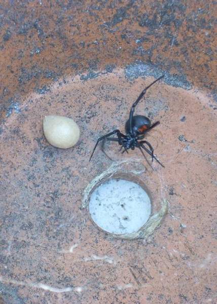 Western black widow: Red hourglass underneath