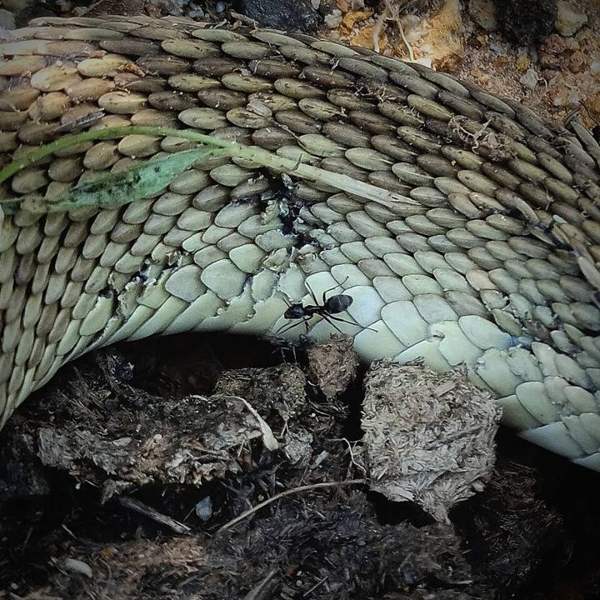Black-tailed rattlesnake: Black-tailed rattlesnake