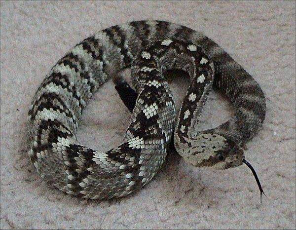 Black-tailed rattlesnake: Solid black tail