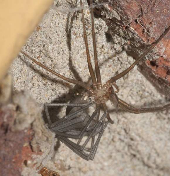 Arizona brown spider (recluse relative): Violin mark on a recluse spider (brown recluse shown; Arizona has related species)