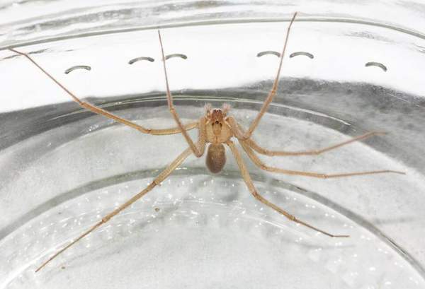 Arizona brown spider (recluse relative): Related desert recluse