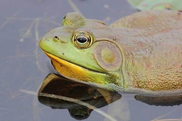 American bullfrog (invasive): Bullfrog