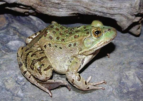 American bullfrog (invasive): Protected: Chiricahua leopard frog