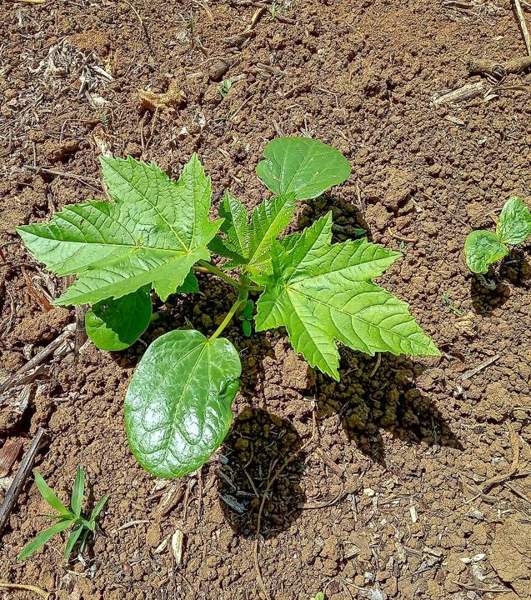 Castor bean: Plant