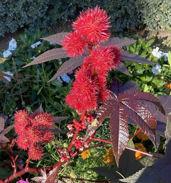 Castor bean: Mottled seeds