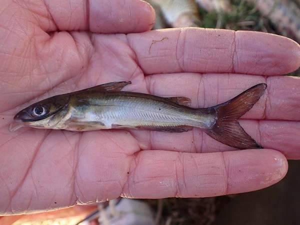 Channel & flathead catfish: Channel catfish