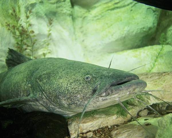 Channel & flathead catfish: Flathead catfish