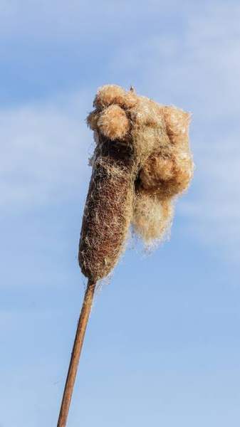 Cattail: Plant with seed heads