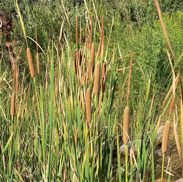 Cattail: Southern cattail