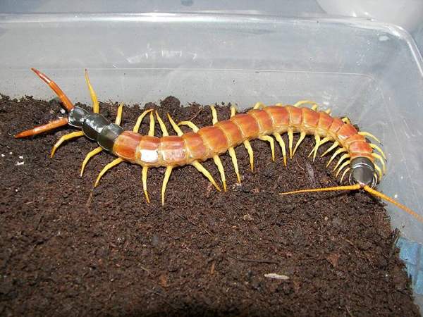 Giant desert centipede: Whole animal