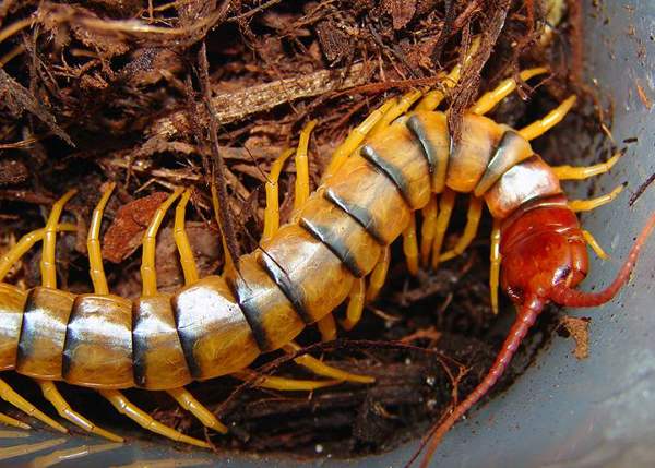 Giant desert centipede: Desert centipede