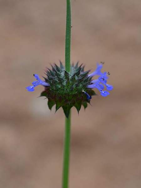 Desert chia: Flower heads