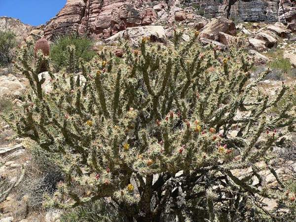 Cholla buds: Buckhorn cholla