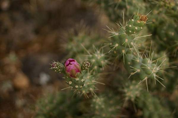 Cholla buds: Flower buds