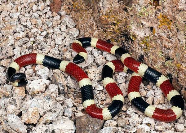 Sonoran (Arizona) coral snake: Whole animal