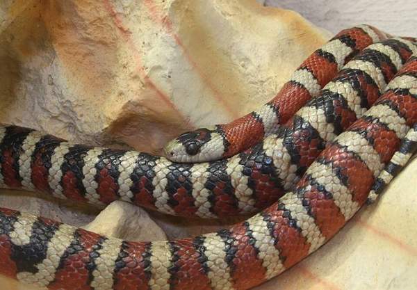 Sonoran (Arizona) coral snake: Look-alike: harmless mountain kingsnake