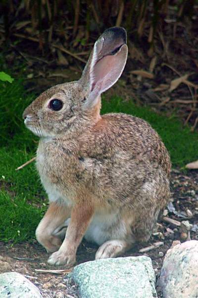 Desert cottontail: Whole animal