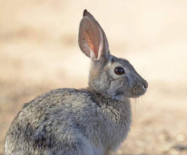 Desert cottontail: In habitat