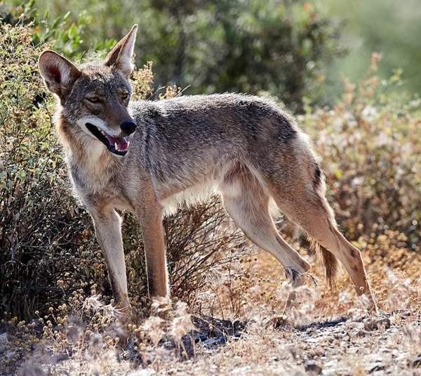 Coyote: Whole animal