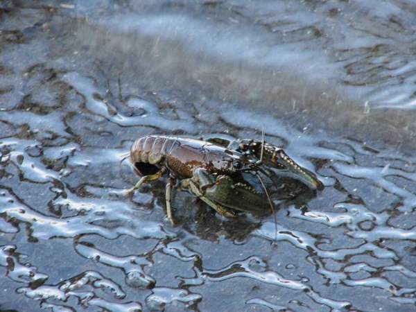 Crayfish (invasive): Northern (virile) crayfish