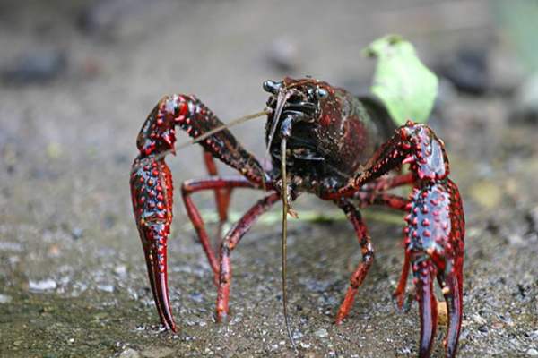 Crayfish (invasive): Red swamp crayfish