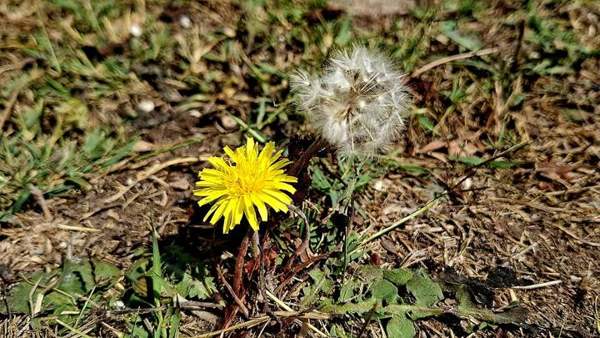 Dandelion: Flower and seed head