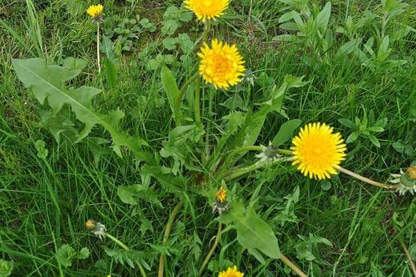 Dandelion: Leaf rosette