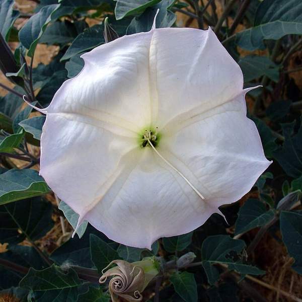 Sacred datura / jimsonweed: Flowers