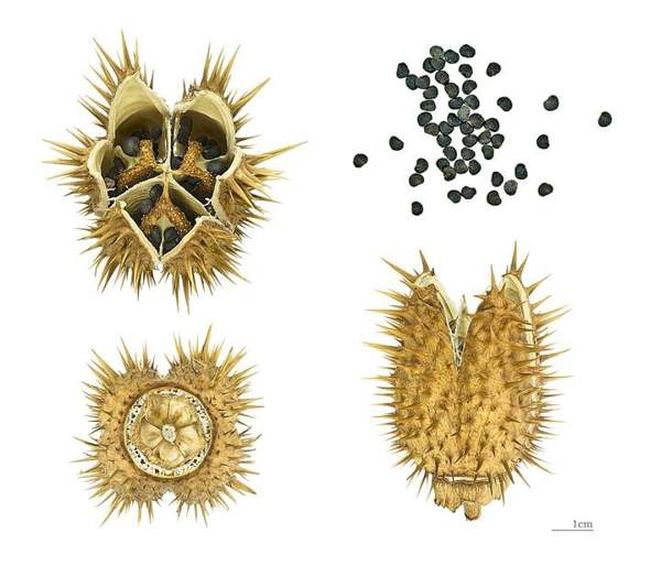 Sacred datura / jimsonweed: Spiny seed pod