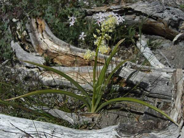 Death camas: Flower spike