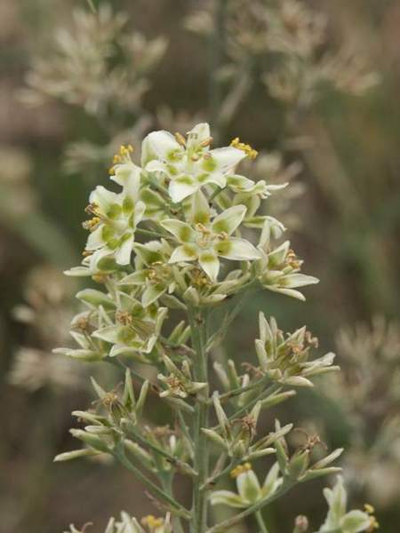 Death camas: Plant