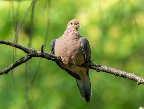 Mourning dove & white-winged dove: Mourning dove